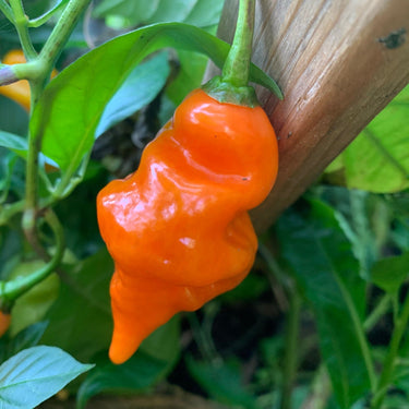 Habanada - Seeds - The Pepper Pantry (Formerly Marie Sharp's)
